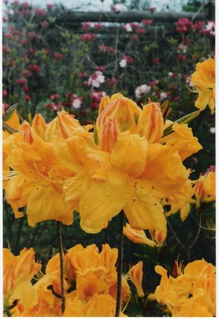Azalea Melford Lemon